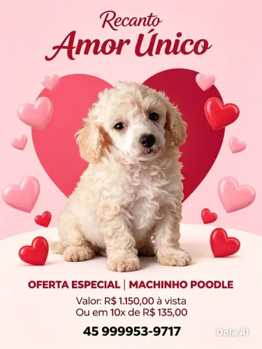 Poodle 