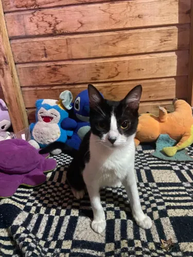 Gata Fêmea Castrada p/ Adoção