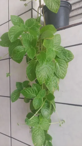 Plantas de sombra