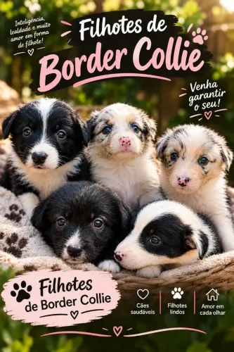Lindos Filhotes de Border Collie