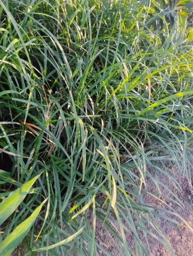 Liriope barba de serpente 5 mudas raízes nuas