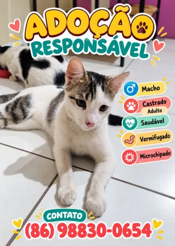 GATINHOS DISPONÍVEIS PARA ADOÇÃO RESPONSÁVEL