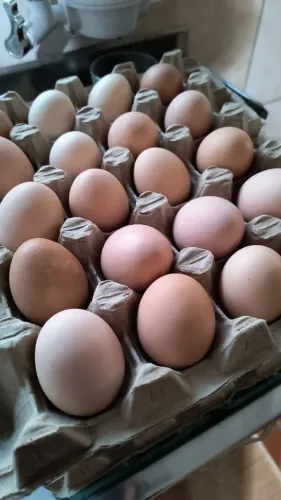Ovos galinha caipira