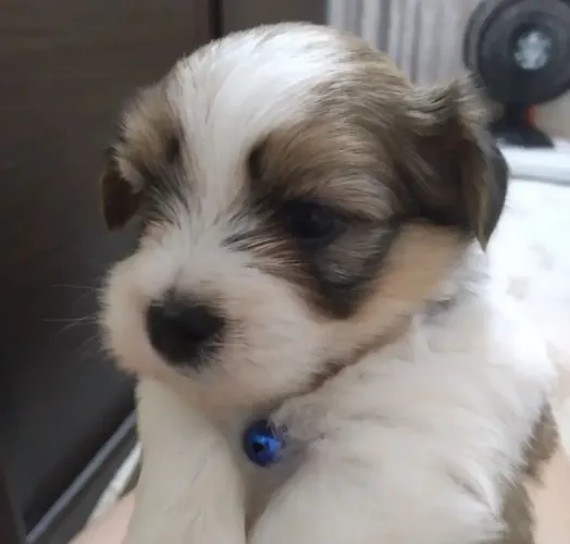 Vendo Filhotes de Lhasa Apso