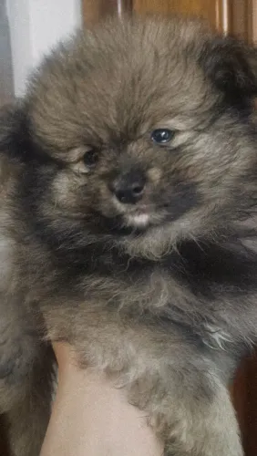 Filhote Lulu da Pomerânia macho