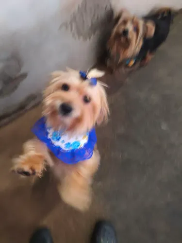 Venda de cachorros raça yorkshire