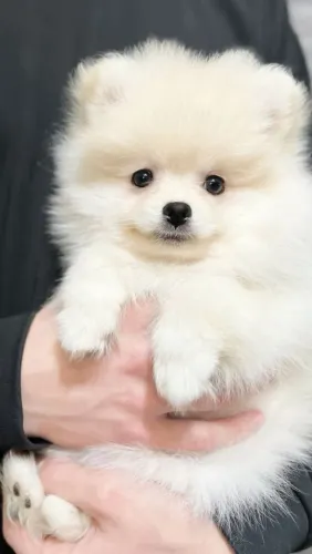 Spitz alemão Seu novo pet pode estar aqui - venha comprar