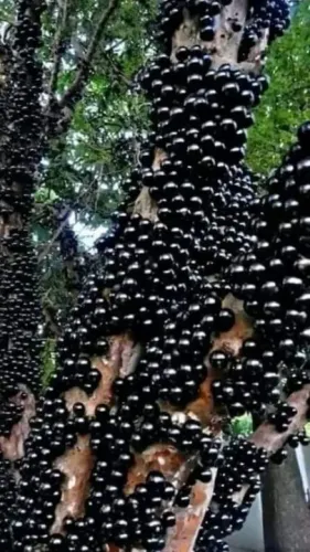 Mudas de jabuticaba .....40cm de altura.