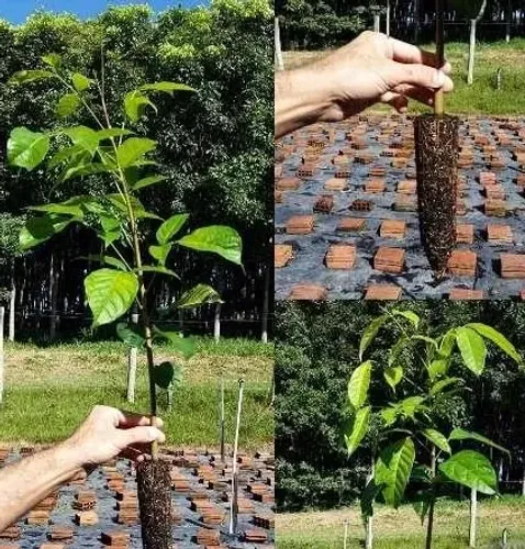 Mogno Brasileiro  Swietenia macrophylla
