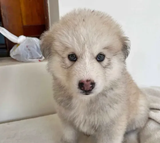 Estou doando esses filhotes de husksiberiano