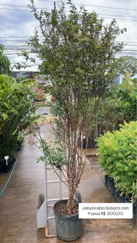 Jabuticabeira Sabará com 9 anos