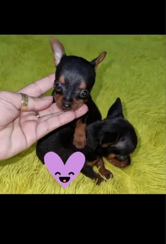 Lindíssimos filhotes de Pinscher 00