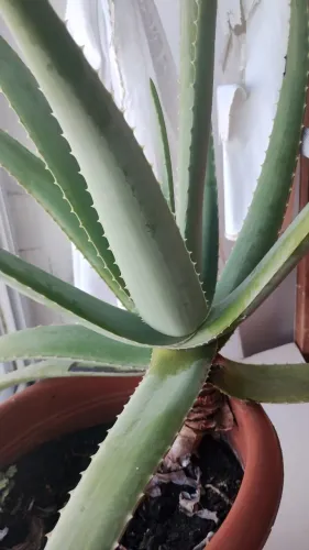 Planta babosa grande