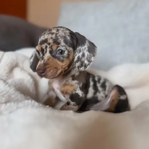 Daschund femea alerquim pra reserva 
