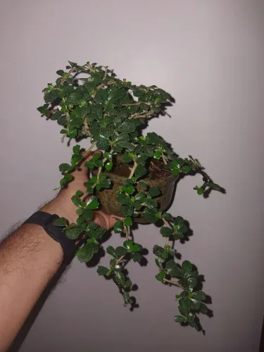 Bonsai de Carmona estilo cascata