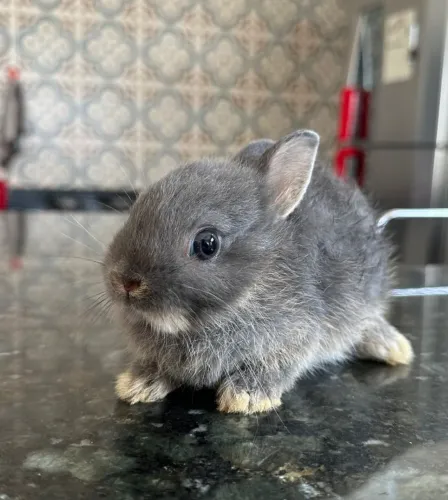 Vendo coelho anão