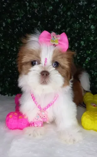 Shih-Tzu: Filhote Fêmea Branca, A Doçura e Alegria que Seu Lar Merece!