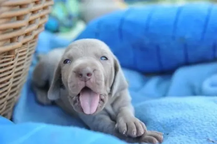 Bebês Weimaraner  á vendaaa