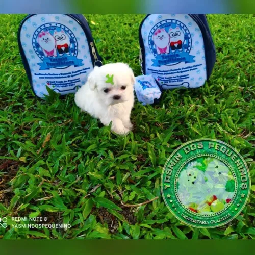 Maltês micro baby face Promoção imperdível 