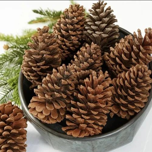 Pinha Natural para Decoração - Secas, Limpas e Selecionadas