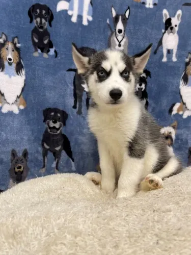 Husky Siberiano todos pedigree e suporte veterinario *