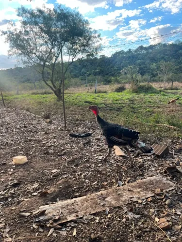 Peru - Cocá - ìndio Gigante