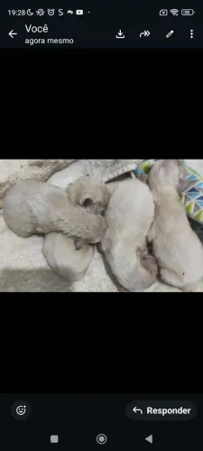 Estou vendendo cachorro poodle puro