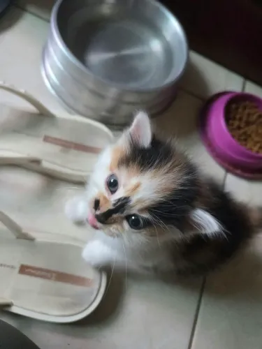Doação de filhotes de gato