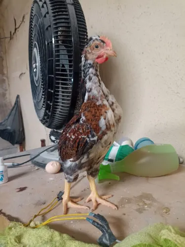 Franguinho GSB