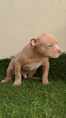 Filhote American Bully Micro - Macho Lilac Merle