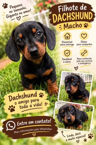 Dachshund coffap