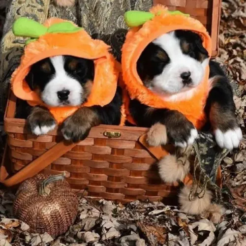 Filhotes de Bernese | Mini sorrisos peludos!