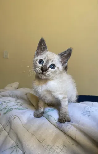 Gato filhote para adoção 