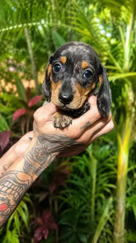 basset Alegria garantida no seu dia a dia