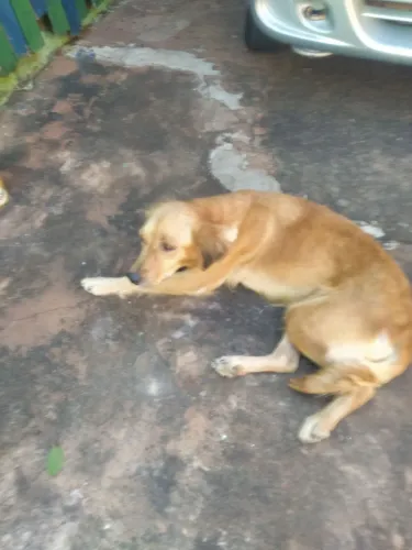 Doa-se pet - femea