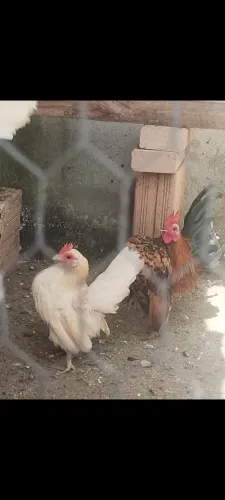 Galinhas Serama