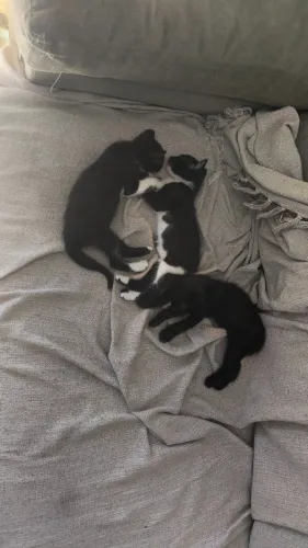 Animais para adoção 