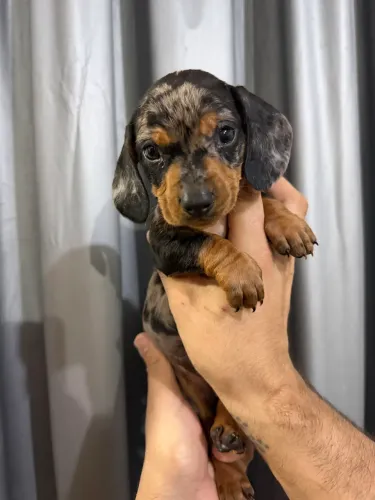 Basset Tekel Alerquim