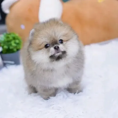 Filhotes de Spitz Alemão | Especialista em pedir carinho.