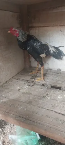 frango índio