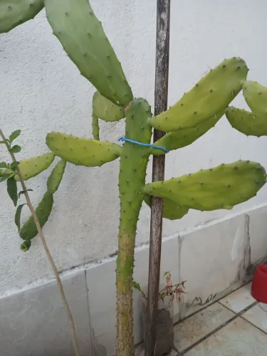 Plantas com vaso!!!