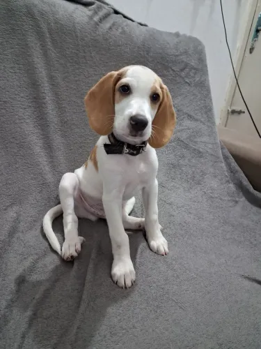 Cachorro Filhote Beagle