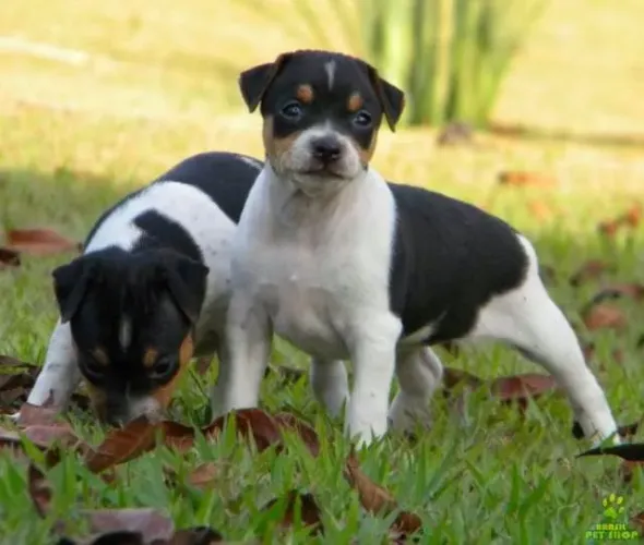 pinscher x  fox 