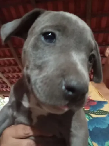 Vendo filhotes American stenforshaire Americanbully