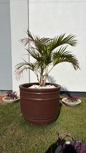 Coqueiro e vaso