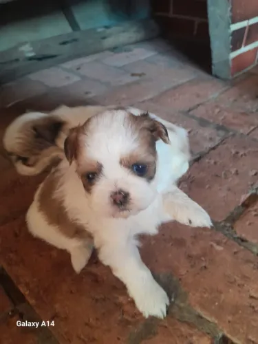 Shih tzu Mini femea e macho