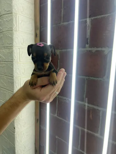 Filhote de Pinscher