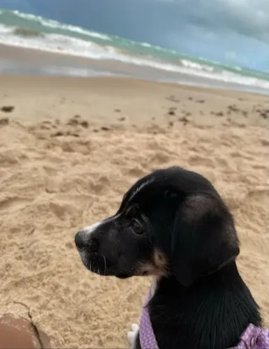 Cachorrinha para DOAÇÃO 