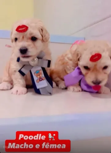 Poodle