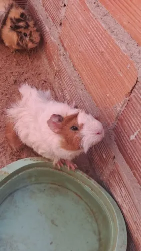 PORQUINHO DA INDIA